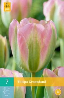 Tulipán Groenland (Viridiflora)