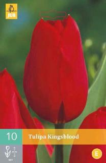 Tulipán Kingsblood  (Jednoduchý pozdní)