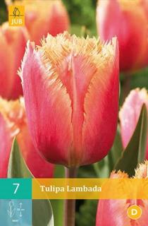 Tulipán Lambada (Třepenitý)