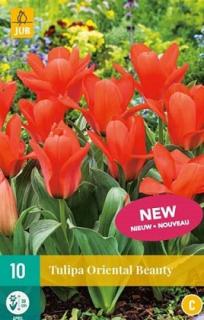 Tulipán Oriental Beauty (Greigii)