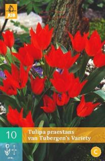 Tulipán Praestans Tubergen ´s Variety (Species)