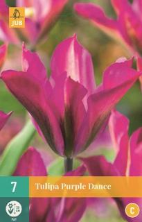 Tulipán Purple Dance (Viridiflora)