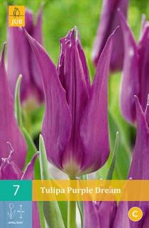 Tulipán Purple Dream (Liliokvětý)