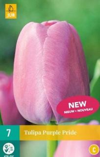 Tulipán Purple Pride (Darwin Hybrid)