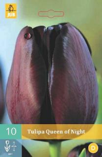 Tulipán Queen Of Night (Jednoduchý pozdní)