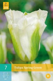 Tulipán Spring Green (Viridiflora)