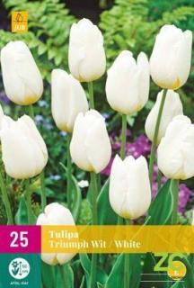 Tulipán Triumph White XXL