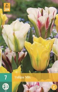 Tulipán Viridiflora Mix (Viridiflora)