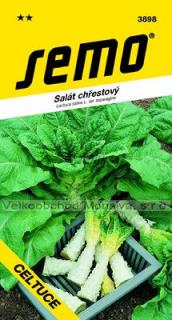 Salát chřestový CELTUCE