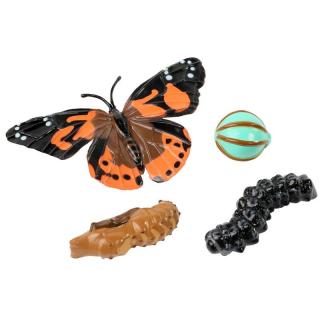 INSECT LORE Životní cyklus Motýl