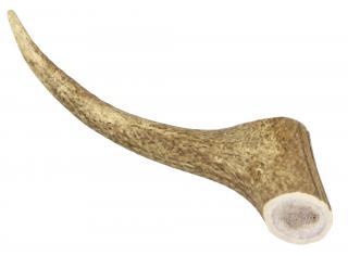 Jelení paroh 160-200g
