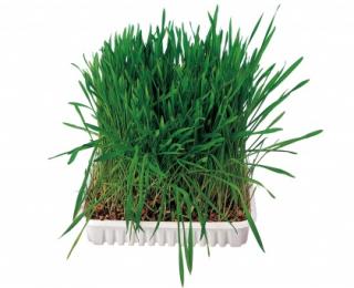 TRIXIE BIOGRAS - tráva pro kočku 100g