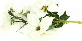 Vánoční růže, poinsécie 5 květů , umělá květina , bílá