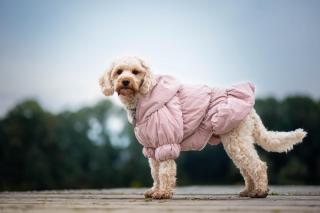 Aida zimní bunda pro psa Barva: Růžová, Délka zad (cm): 19, Obvod hrudníku: 28 - 39 cm