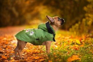 Autumn pláštěnka pro psa Barva: Zelená, Délka zad (cm): 21, Obvod hrudníku: 26 - 42 cm