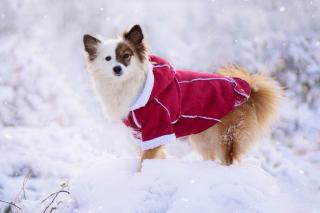 Blair zimní kabátek pro psa Barva: Vínová, Délka zad (cm): 24, Obvod hrudníku: 36 - 40 cm