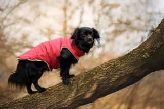 Celine zimní bunda pro psa Barva: Vínová, Délka zad (cm): 50, Obvod hrudníku: 56 - 62 cm