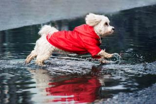 Cloudy pláštěnka pro psa s kapucí Barva: Červená, Délka zad (cm): 20, Obvod hrudníku: 27 - 30 cm