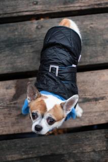Coldy bunda pro psa s kapucí Barva: Černo-modrá, Délka zad (cm): 28, Obvod hrudníku: 22 - 38 cm