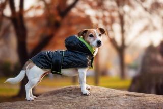 Coldy bunda pro psa s kapucí Barva: Černo-zelená, Délka zad (cm): 24, Obvod hrudníku: 20 - 34 cm