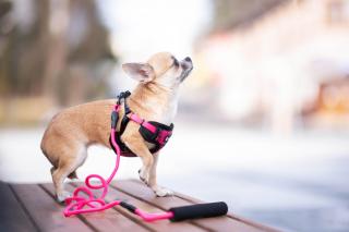 Cruel postroj pro psa s vodítkem | 31 – 55 cm Barva: Růžová, Obvod hrudníku: 31 - 45 cm