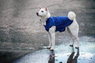 Dasty bunda pro psa s reflexními prvky Barva: Modrá, Délka zad (cm): 32, Obvod hrudníku: 40 - 50 cm