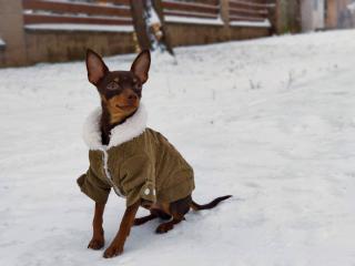 Deril manšestrová bunda pro psa Barva: Zelená, Délka zad (cm): 21, Obvod hrudníku: 29 - 32 cm