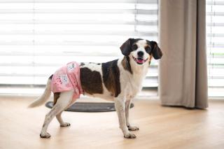 Dusty hárací kalhotky pro psa Barva: Mráčky, Obvod slabin (cm): 50 - 64