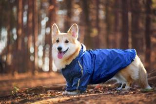 Enola zimní bunda pro psa Barva: Modrá, Délka zad (cm): 20, Obvod hrudníku: 30 - 32 cm