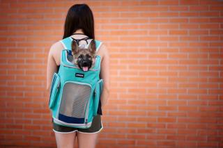 Evor batoh pro psa na záda i na kolo | do 4 Kg Barva: Zelená