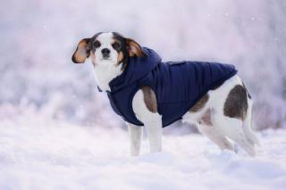 Fala zimní bunda s kapucí pro psa Barva: Modrá, Délka zad (cm): 32, Obvod hrudníku: 44 - 48 cm