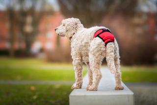 Fixed červené hárací kalhotky pro psa Obvod slabin (cm): 35 - 41