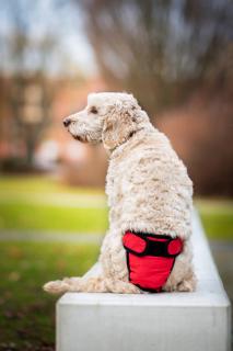 Fixed červené hárací kalhotky pro psa Obvod slabin (cm): 45 - 55