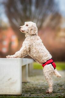 Fixed červené hárací kalhotky pro psa Obvod slabin (cm): 55 - 65