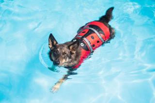 Flava plovací vesta pro psa Barva: Červená, Délka zad (cm): 30, Obvod hrudníku: 44 - 51 cm