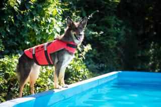 Flava plovací vesta pro psa Barva: Červená, Délka zad (cm): 34, Obvod hrudníku: 52- 57 cm