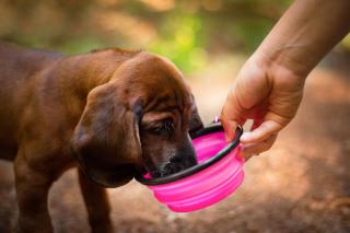 Folo cestovní miska se skobou pro psa Barva: Růžová