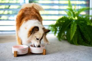 Garbo dvojitá mramorová keramická miska pro psa či kočku Barva: Růžová, Rozměr (cm): 12