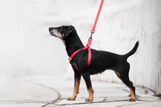 Georgia postroj pro psa s vodítkem Barva: Červená, Obvod hrudníku: 32 - 46 cm