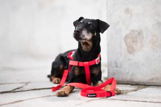 Georgia postroj pro psa s vodítkem Barva: Červená, Obvod hrudníku: 37 - 50 cm