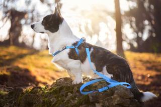 Georgia postroj pro psa s vodítkem Barva: Modrá, Obvod hrudníku: 44 - 60 cm