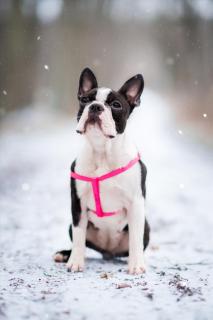 Georgia postroj pro psa s vodítkem Barva: Růžová, Obvod hrudníku: 37 - 50 cm