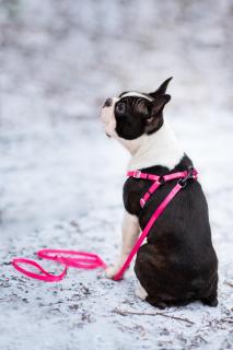 Georgia postroj pro psa s vodítkem Barva: Růžová, Obvod hrudníku: 49 - 72 cm