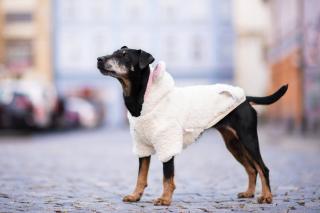 Kira měkoučká mikina pro psa Barva: Bílá, Délka zad (cm): 30, Obvod hrudníku: 34 - 40 cm