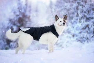 Kit reflexní zimní bunda pro psa s límcem Barva: Černá, Délka zad (cm): 20, Obvod hrudníku: 30 - 35 cm