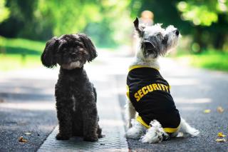 Lolita tričko s nápisem security pro psa Barva: Žlutá, Délka zad (cm): 18, Obvod hrudníku: 26 - 30 cm