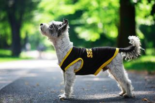 Lolita tričko s nápisem security pro psa Barva: Žlutá, Délka zad (cm): 23, Obvod hrudníku: 30 - 34 cm