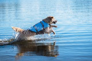 Orsa modrá plovací vesta pro psa Délka zad (cm): 16, Obvod hrudníku: 26 - 35 cm