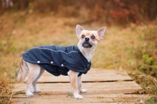 Reflex zimní bunda pro psa Barva: Modrá, Délka zad (cm): 21, Obvod hrudníku: 24 - 29 cm