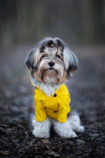 Riska pláštěnka pro psa Barva: Žlutá, Délka zad (cm): 43, Obvod hrudníku: 60 - 64 cm